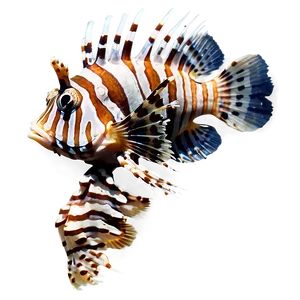 Spotted Lionfish PNG 60