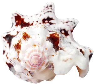 Spotted Marine Seashell.png