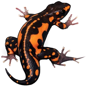 Spotted Newt Graphic Png 51 PNG image