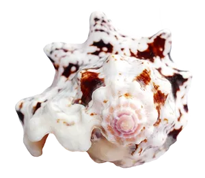 Spotted Sea Shell PNG image