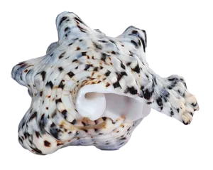 Spotted Sea Shell PNG image