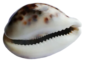 Spotted Sea Shell With Teeth Like Opening PNG image