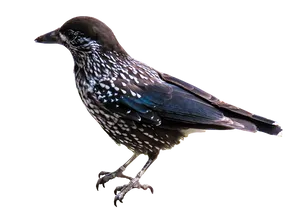 Spotted Starling Profile