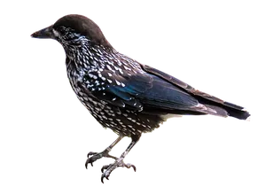 Spotted Starlingon Black Background