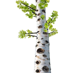 "sprightly Birch Tree PNG" 04302024