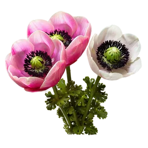 Spring Anemone Bloom PNG 06272024 PNG