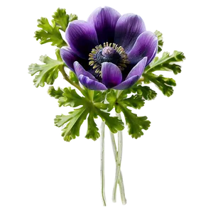 Spring Anemone Bloom PNG 24 PNG