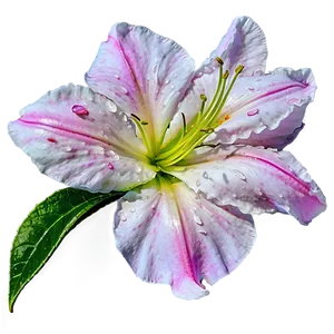 Spring Azalea Bloom PNG 12 PNG