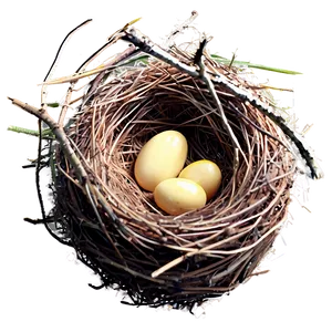 Spring Bird Nest Png 84 PNG image