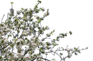 Spring Blossom Branches.png