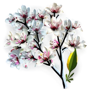Spring Blossoms PNG Xww51