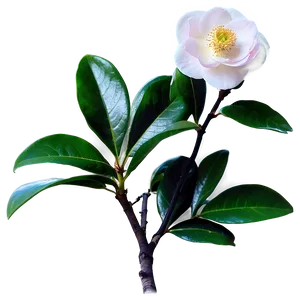 Spring Camellia Bloom PNG 06272024 PNG