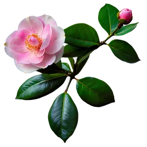 Spring Camellia Bloom PNG Idx79 PNG