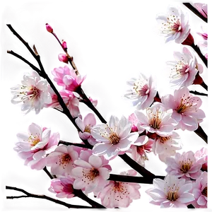 Spring Cherry Blossom Scene Png 05032024 PNG image