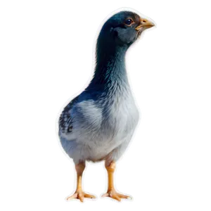 Spring Chick PNG Vkm75 PNG