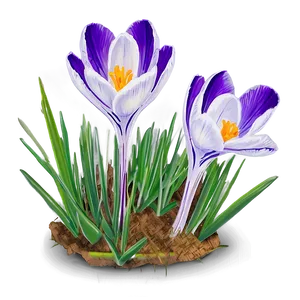 Spring Crocus Flower PNG 06272024