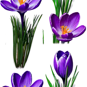 Spring Crocus Flower PNG 20 PNG