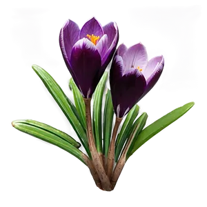 Spring Crocus Flower PNG 79