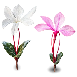 Spring Cyclamen Flower PNG Yac PNG