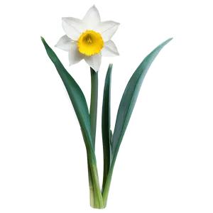 Spring Daffodil Bloom PNG Brp58 PNG
