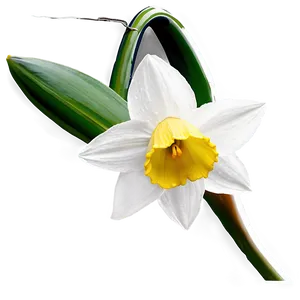 Spring Daffodil Bloom PNG Teg83 PNG