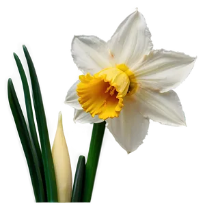 Spring Daffodil Bloom PNG Xdt84 PNG