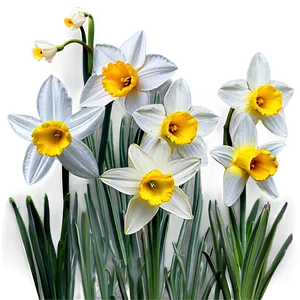 Spring Daffodils Field PNG 89