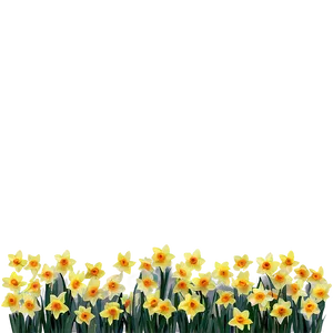Spring Daffodils Field PNG 92 PNG