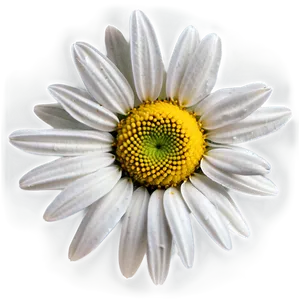 Spring Daisy Png 05212024 PNG image