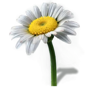 Spring Daisy Png 05212024 PNG image