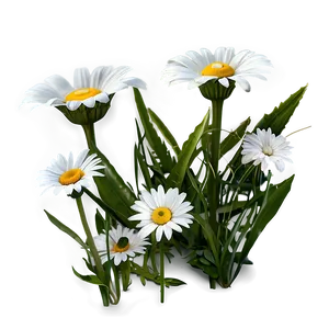 Spring Daisy Png 73 PNG image