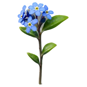 Spring Forget-me-not PNG Fkc PNG