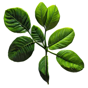 Spring Green Leaves PNG 05212024