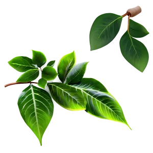 Spring Green Leaves PNG 92 PNG