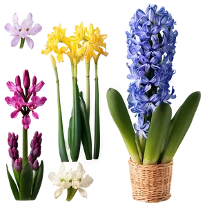 Spring Hyacinth Flower PNG Ykn