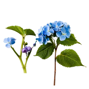 Spring Hydrangea Png 80 PNG image