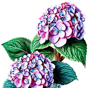 Spring Hydrangea Png Bod8 PNG image