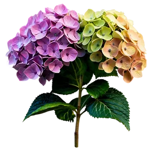 Spring Hydrangea Png Hqd62 PNG image