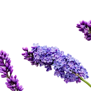 Spring Lilac PNG 06122024