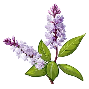 Spring Lilac PNG 06122024 PNG