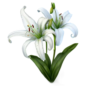 Spring Lily Flower Png Yec54 PNG image