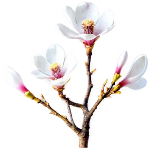 Spring Magnolia Bloom PNG 06272024 PNG