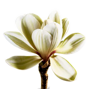 Spring Magnolia Bloom PNG 06272024 PNG