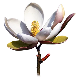 Spring Magnolia Flower Art PNG Aex62 PNG