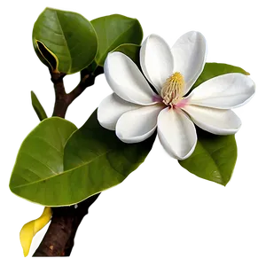 Spring Magnolia Flower Art PNG Eht65 PNG