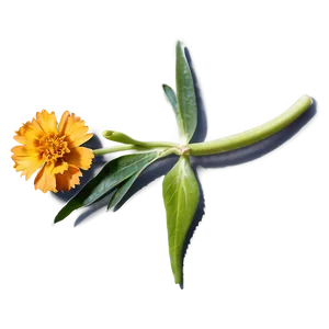 Spring Marigold Flower PNG 06272024