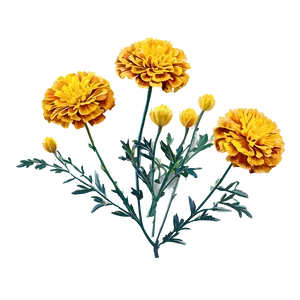 Spring Marigold Flower PNG 87