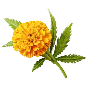 Spring Marigold Flower PNG Tvu PNG
