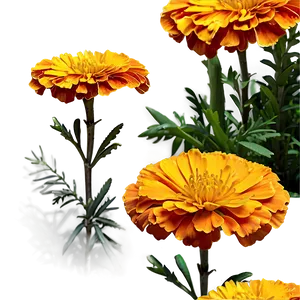 Spring Marigolds Bloom PNG Fmt PNG