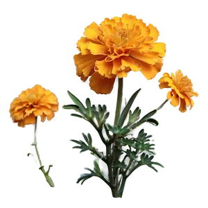 Spring Marigolds Bloom PNG Ywu39 PNG